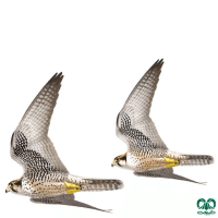 گونه لاچین Lanner Falcon